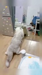 cat Cutest thing you'll see today