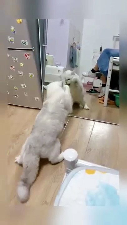 cat Cutest thing you'll see today