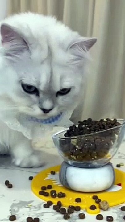 cat Cutest thing you'll see today