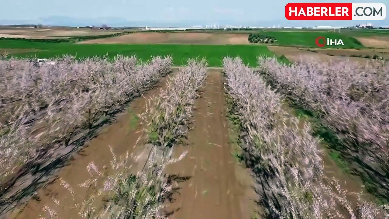 Erken açan şeftali çiçekleri görsel şölen sundu