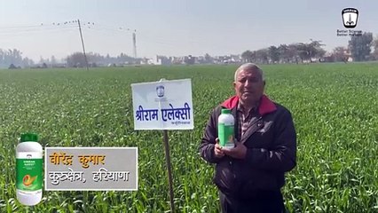 Freedom from Yellow Rust Plump and Shiny Grains with Shriram Aleksy