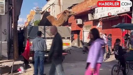 Adana'da kaçak yollardan kesilmek istenen deve son anda kurtarıldı