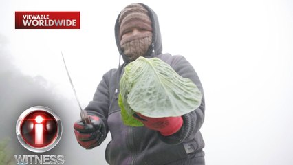 Repolyo na Limang Buong Inalagaan, Tanong Kung Mauuwi sa Lugi | I-Witness