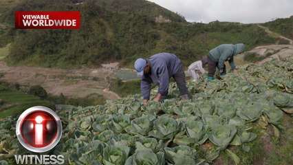Bakit nga ba mababa ang bilihan ng repolyo sa magsasaka? | I-Witness