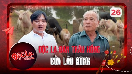 Bí Ẩn Đàn Trâu Hồng Tự Tìm Đường Về Chuồng 🐂 - Câu Chuyện Đặc Biệt của Lão Nông