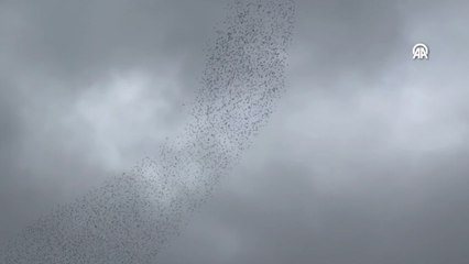 Kastamonu'da sığırcıkların senkronize dansı görüntülendi