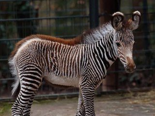 Seltenes Zebra-Fohlen "Lumi" begeistert Zoobesucher