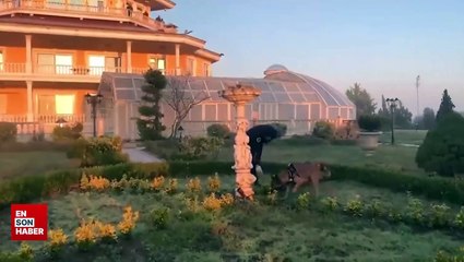 Türk Escobar'ın suç örgütüne operasyon: 42 kişi yakalandı