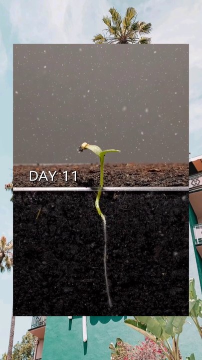 Seed grow time lapse