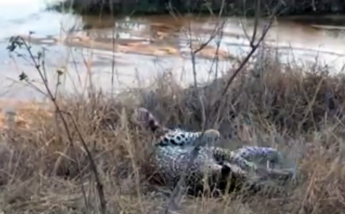 Leopard Flip