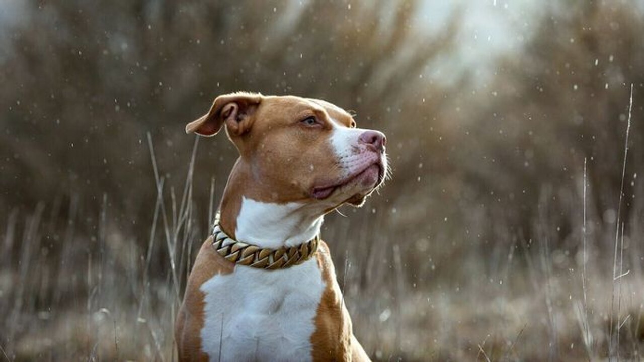 Chien de la casse