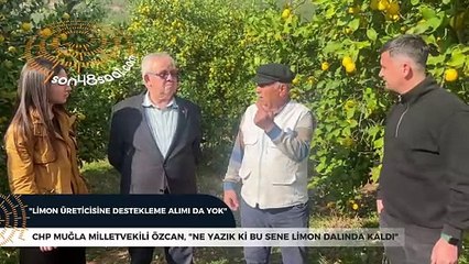 Özcan: "Ne yazık ki bu sene limon dalında kaldı"