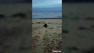 Seal Cargol is successfully released after 'remarkable recovery'