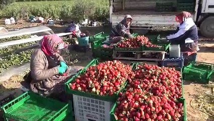 Mersin'de talep patlaması yaşanan hasat başladı, hafızayı uçuruyor: Kilosu 70 TL!