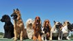 Voici les races de chiens qui vivent le plus longtemps, selon une étude