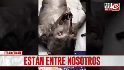 Graban una extraña criatura submarina y estallaron las sospechas: ¿es real?