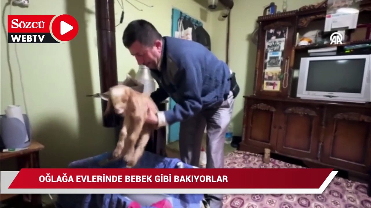 Torunlarının adını verdikleri oğlağa evlerinde bebek gibi bakıyorlar