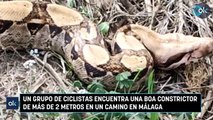 Un grupo de ciclistas encuentra una boa constrictor de más de 2 metros en un camino en Málaga
