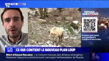 Agriculture: est-il vrai que les éleveurs sont autorisés à tuer des loups? BFMTV répond à vos questions