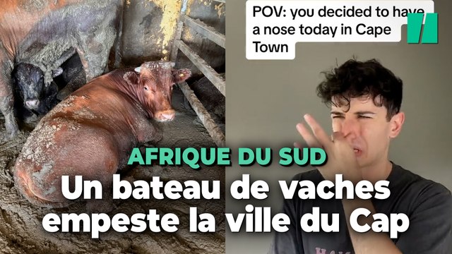 La ville du Cap en Afrique du Sud sent les égouts, et c’est à cause d’un bateau plein de vaches