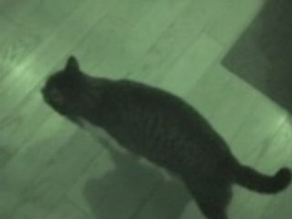 The cat
