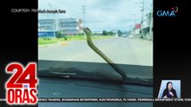 Philippine paradise tree snake, nagtago sa ilalim ng sasakyan; lumabas at gumapang sa windshield | 24 Oras