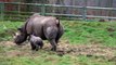 Critically endangered Black Rhino baby named Rocco at Yorkshire Wildlife Park after a public poll