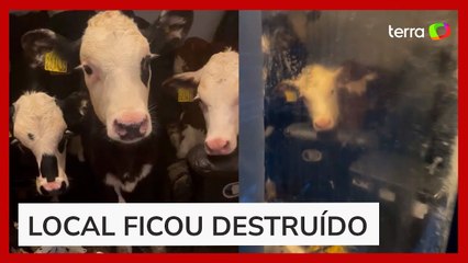 Vacas são flagradas 'relaxando' em sofá após invadirem casa de produtor rural na Inglaterra