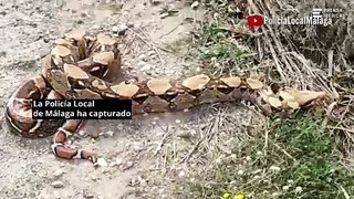 Capturan una serpiente boa de 2,30 metros en Málaga