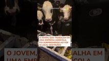 Vacas são flagradas 'relaxando' em sofá após invadirem casa de agricultor na Inglaterra #shorts