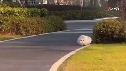 ¡Pero qué animal es este! Cuando echa a correr, más de 1 millón se parte de risa (Vídeo)