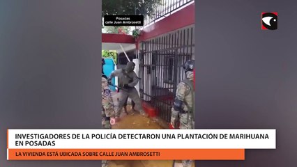 Investigadores de la Policía detectaron una plantación de marihuana en Posadas
