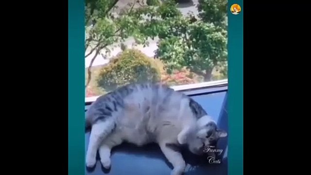 cute cat want to cuddle| cute cats