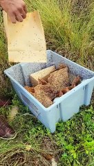 RD se encamina a erradicación mosca del Mediterráneo