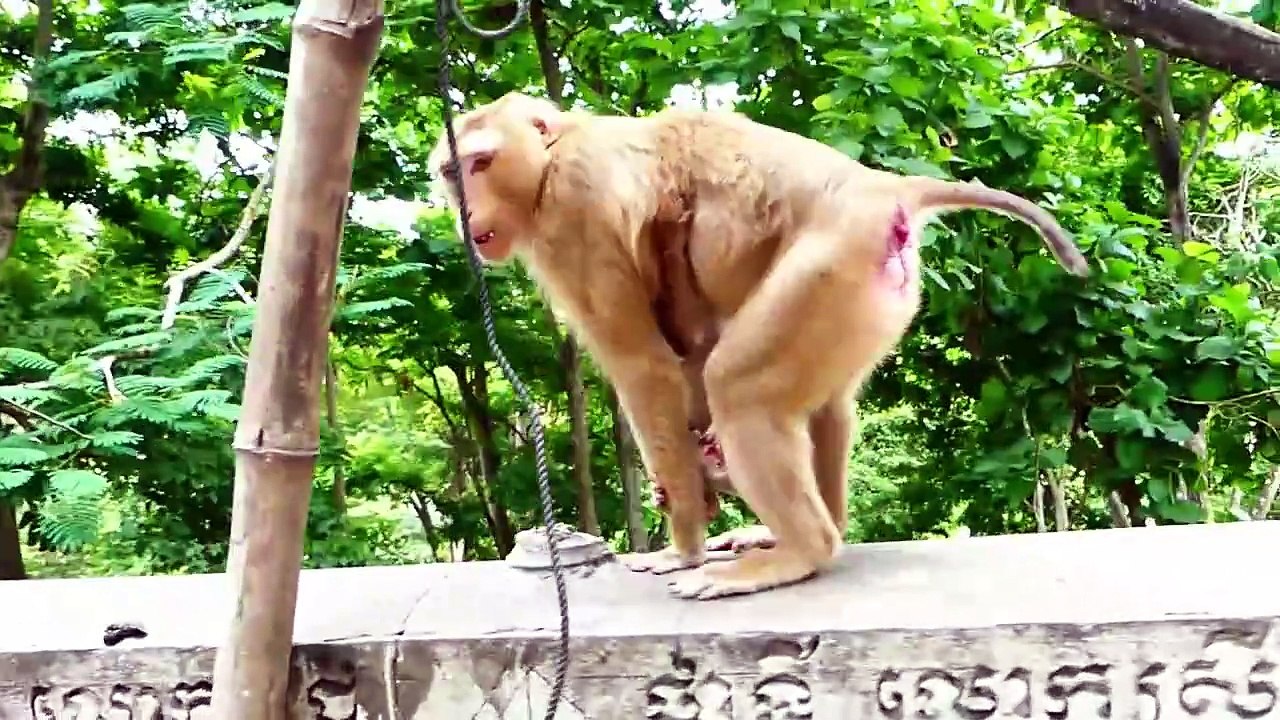 Sweet Mom Sarika Pulls Child Saro From Teenaged Monkey (720p_25fps_H264-192kbit_AAC)