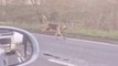 Hounds running loose in A43 between Kettering and Northampton-