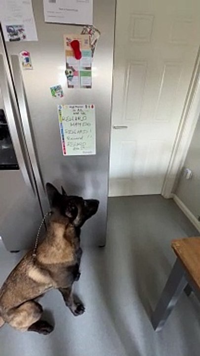 Dog Can Open Doors