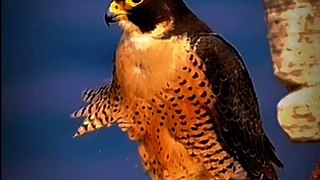 Peregrine falcon bird facts!