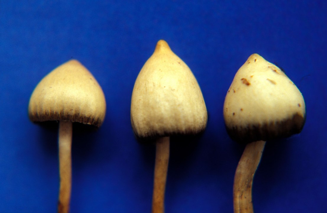 Magic mushrooms and LSD could "jump start" coma patients back into the real world