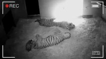 Kala, tigre da sumatra