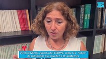 Victoria Miceli, experta del CEPAVE, sobre las 