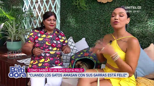 Mascotas: ¿Cómo saber si tu gato es feliz?