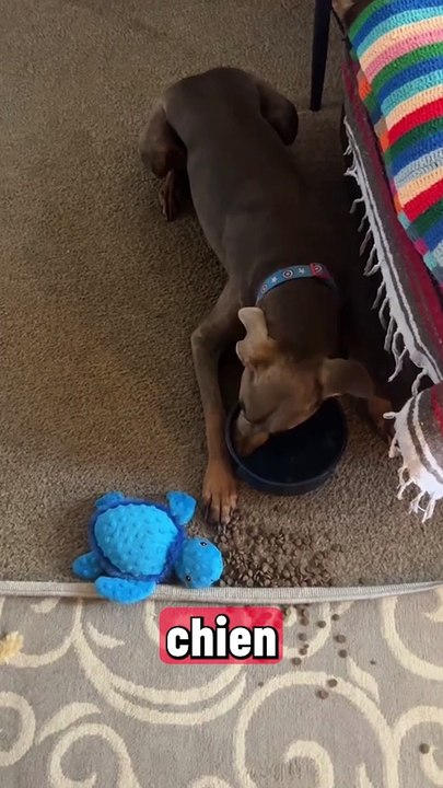 Les chiens sont vraiment trop mignons !