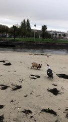 Fowl-Chasing Frenchie Falls Into Water