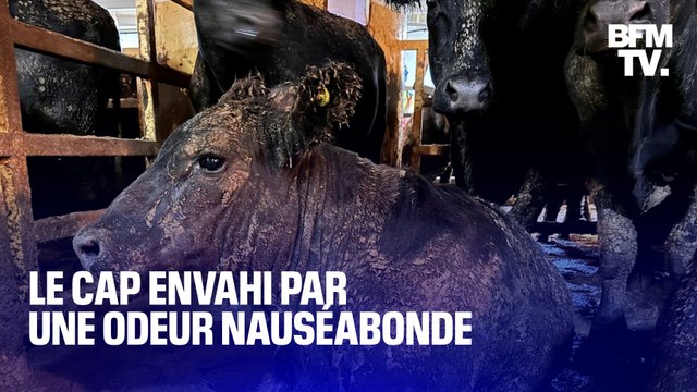 La ville du Cap est envahie par une odeur tellement nauséabonde que les autorités sud africaines ont ouvert une enquête