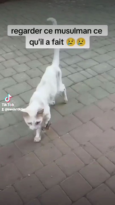 pauvre chat 
