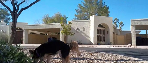 Ozzyta Paco initial excitement out gate was bad as we saw a neighbor walking but finally settled VID_20240215_143706937