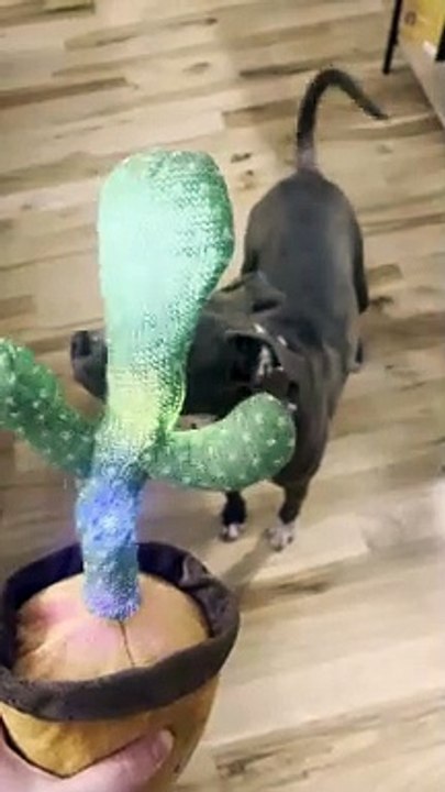 Nervous Pittie Confronts Talking Cactus Toy