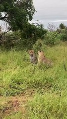 Playful Exchange Between Two Leopards
