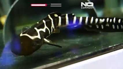 Ολλανδία: Γεννήθηκε καρχαρίας ζέβρα σε ζωολογικό κήπο